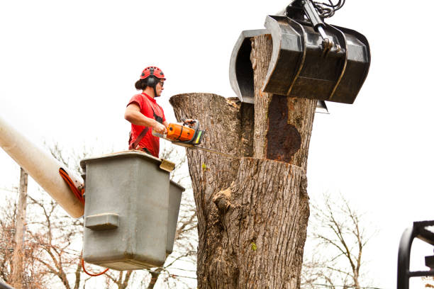 Mount Sinai, NY Tree Services Company